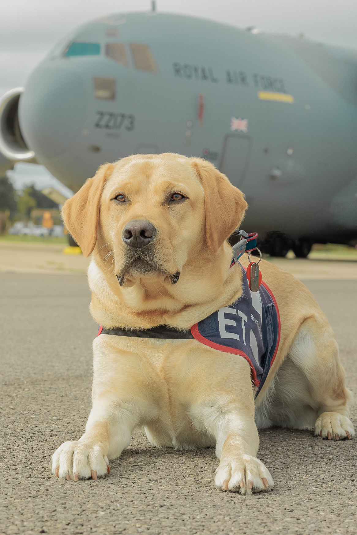 Photo - Hounds for Heroes assistance dog ET posed in front of a 99 Squadron Globemaster (C-17) aircraft